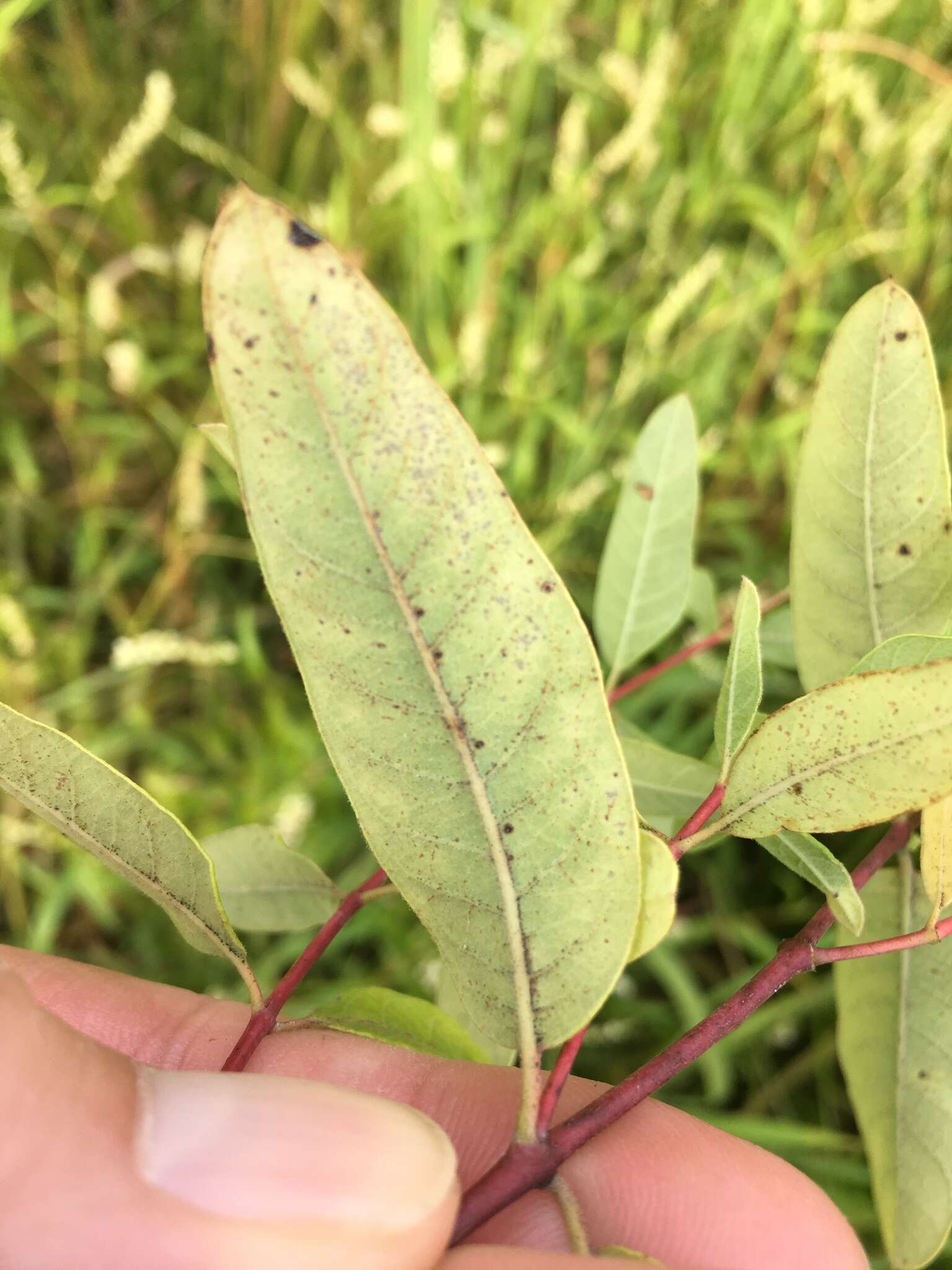 Image of Greater St. John's-Wort