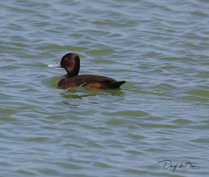 Image of Southern Pochard