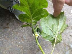 Imagem de Solanum capsicoides Allioni