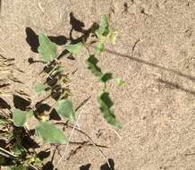 Image of white sand verbena