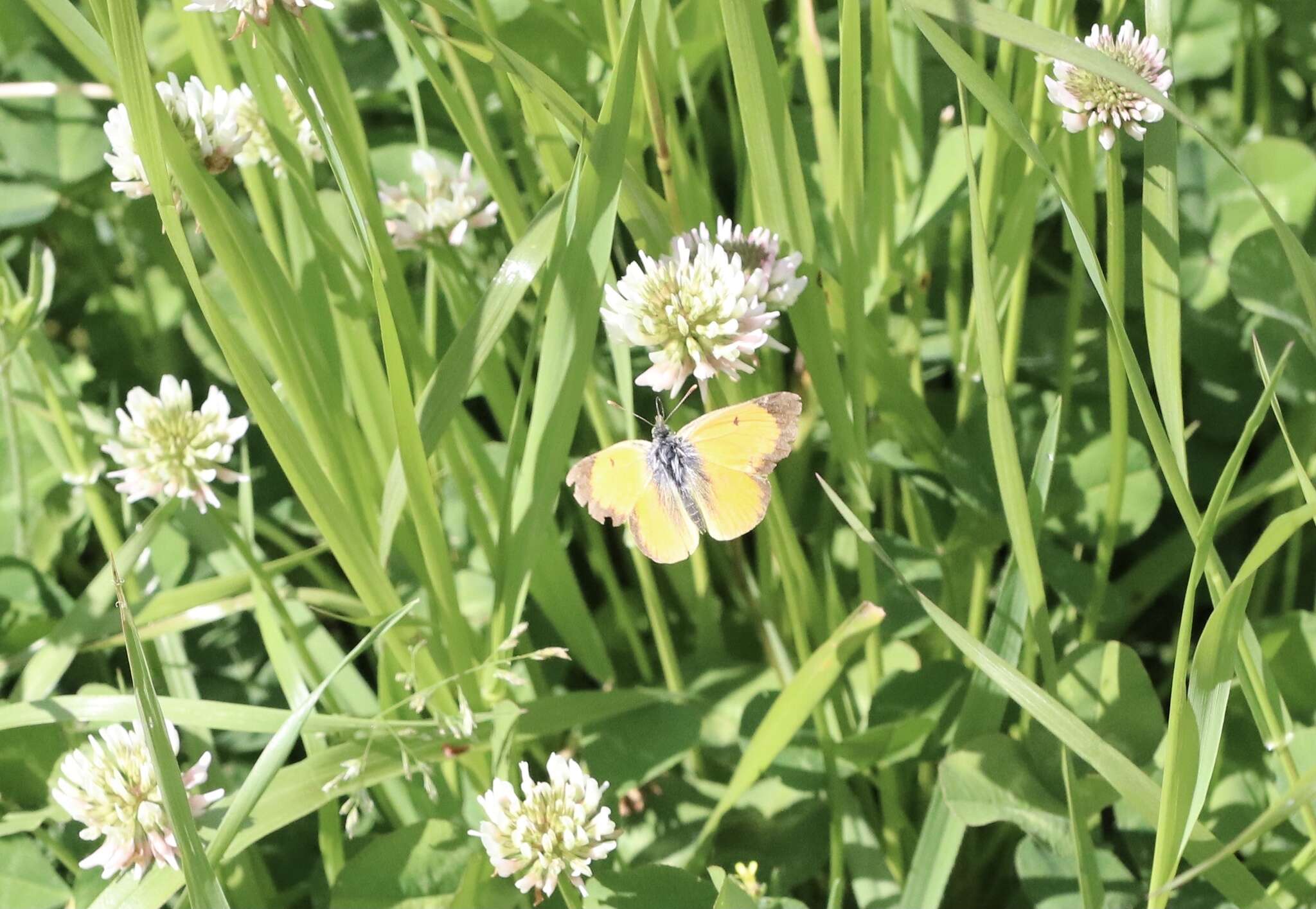 Colias vauthierii vauthierii的圖片