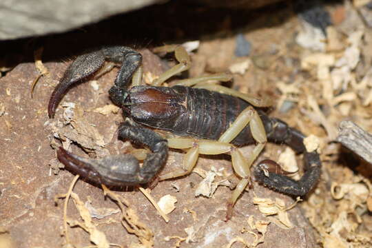 Image of Burrowing Scorpion