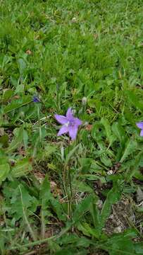 Image of Parry's bellflower