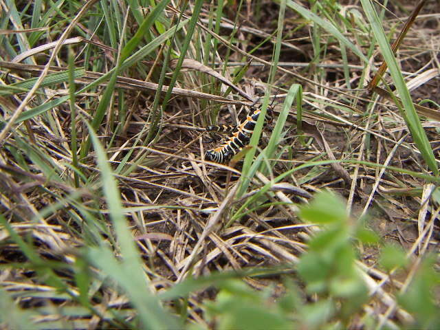 Dactylotum bicolor pictum (Thomas & C. 1870) resmi