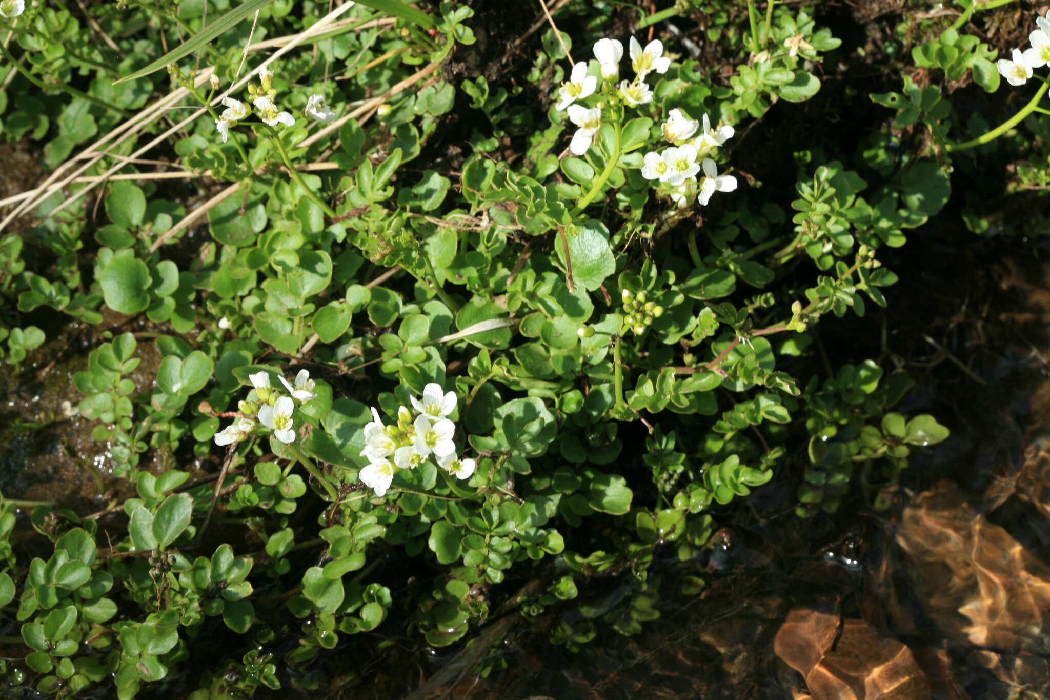 Imagem de Cardamine prorepens Fisch.