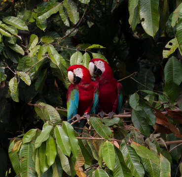 Image of Red-and-green Macaw