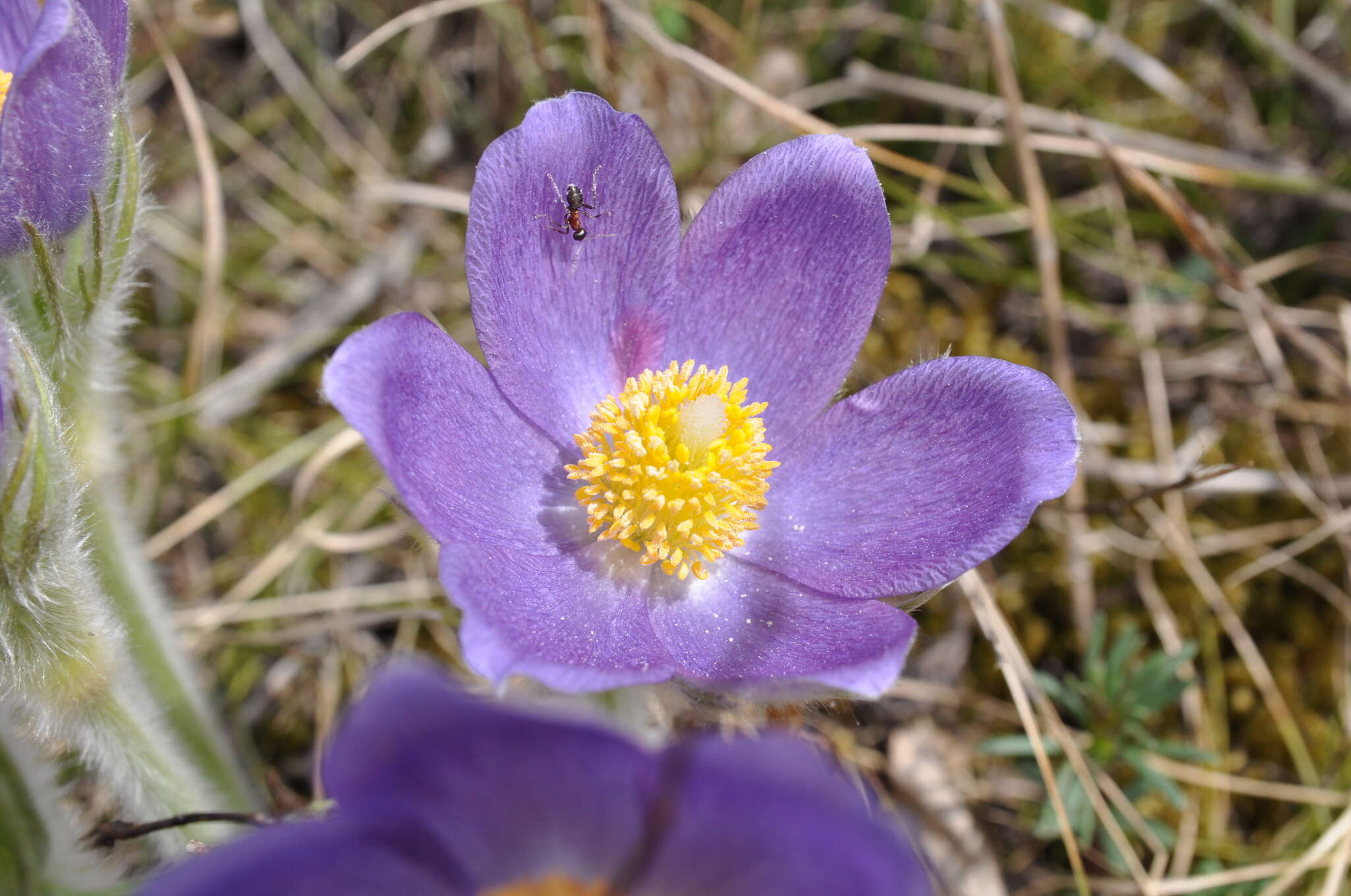 Image of Eastern Pasque Flower