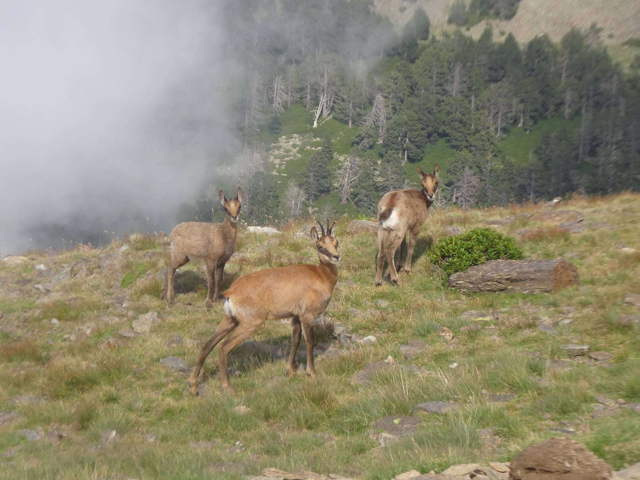 Image of Abruzzo Chamois