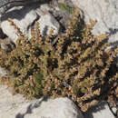 Слика од Crassula lanceolata subsp. lanceolata