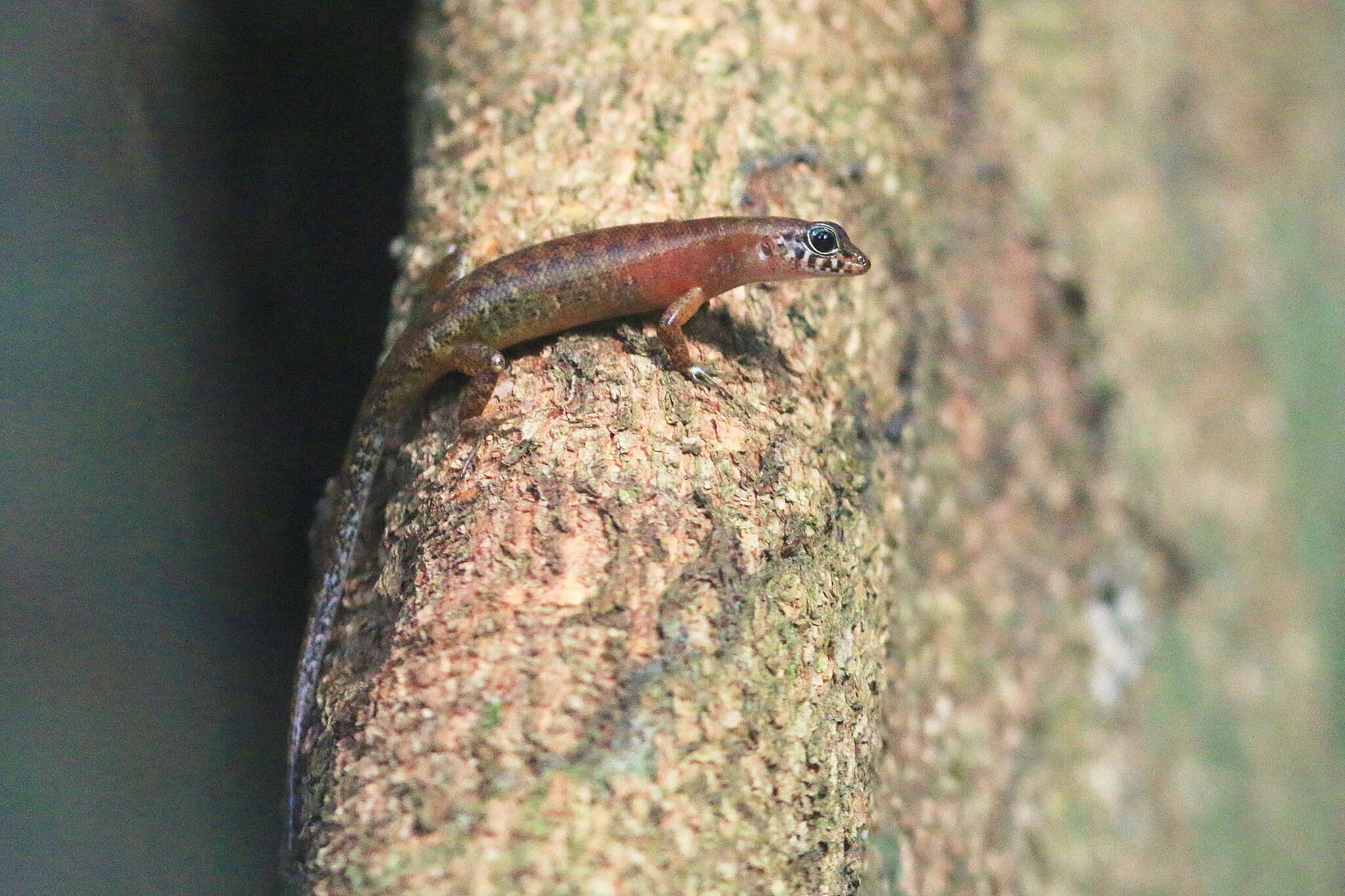 Sphenomorphus sabanus Inger 1958 resmi