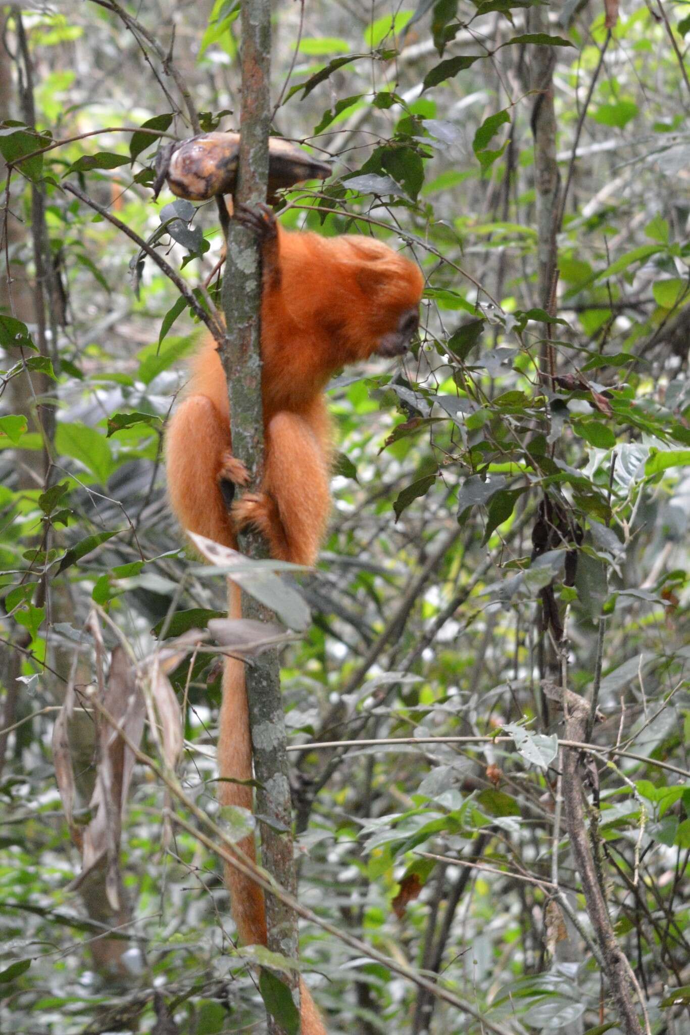 Image of Golden Lion Tamarin