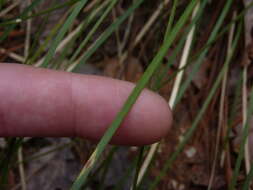 صورة Xerophyllum asphodeloides (L.) Nutt.