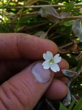 Imagem de Epilobium chionanthum Hausskn.