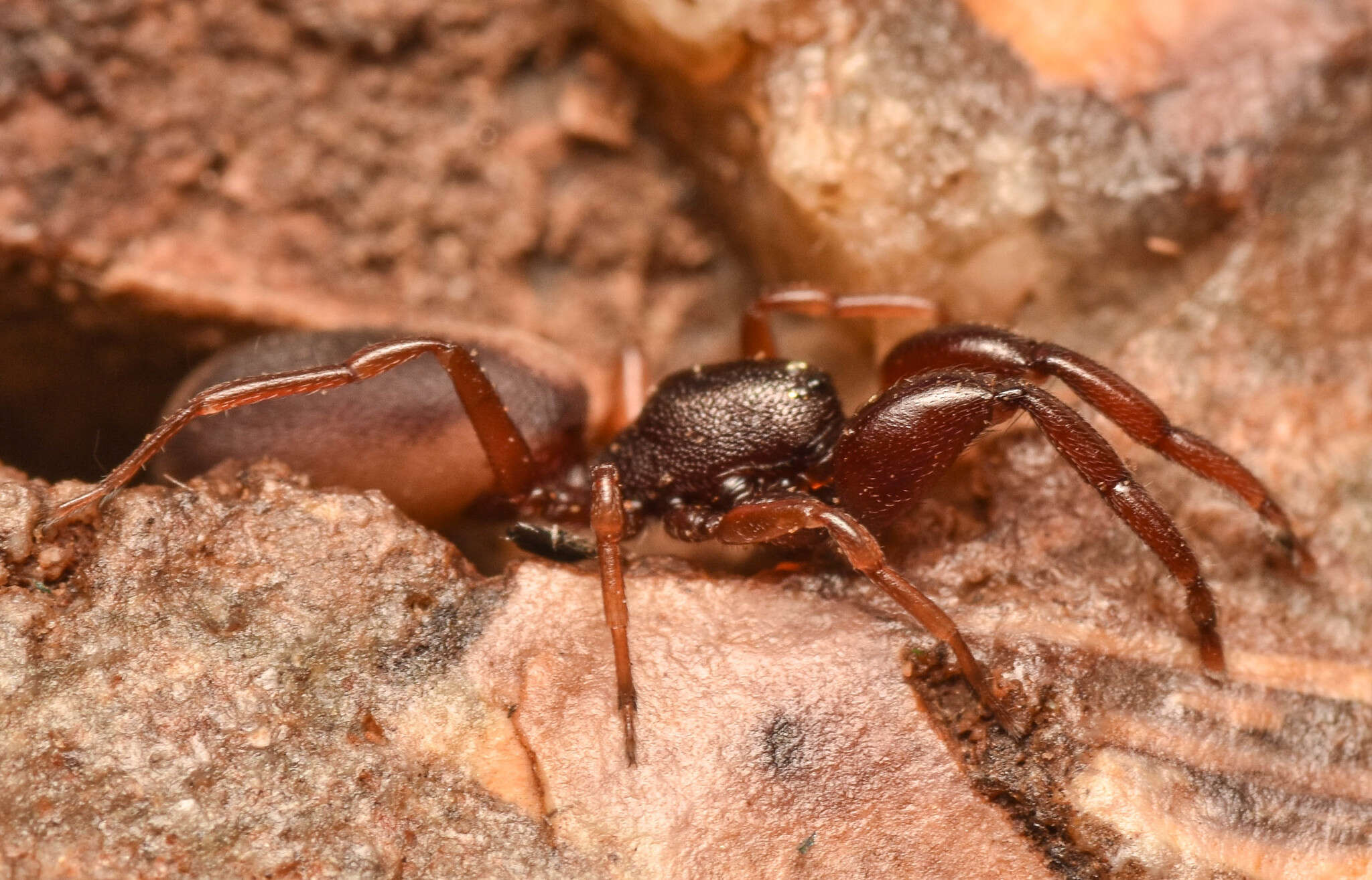 Image of Diaphorocellus biplagiatus Simon 1893