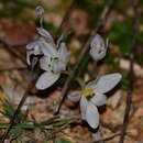 Image of Colchicum hungaricum Janka