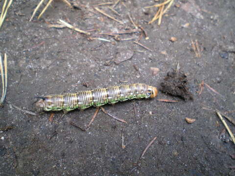 Image of Pine hawkmoth