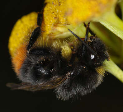 Слика од <i>Bombus soroeensis proteus</i>