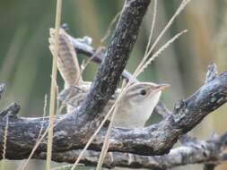 Image of Grass Wren