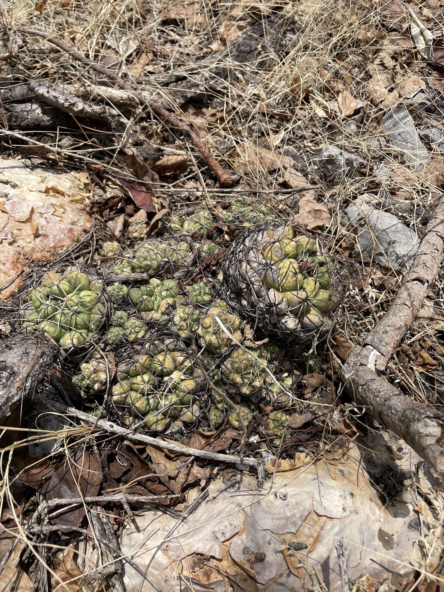 Image of Coryphantha elephantidens (Lem.) Lem.