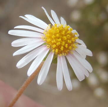 Felicia hyssopifolia (Berg.) Nees resmi