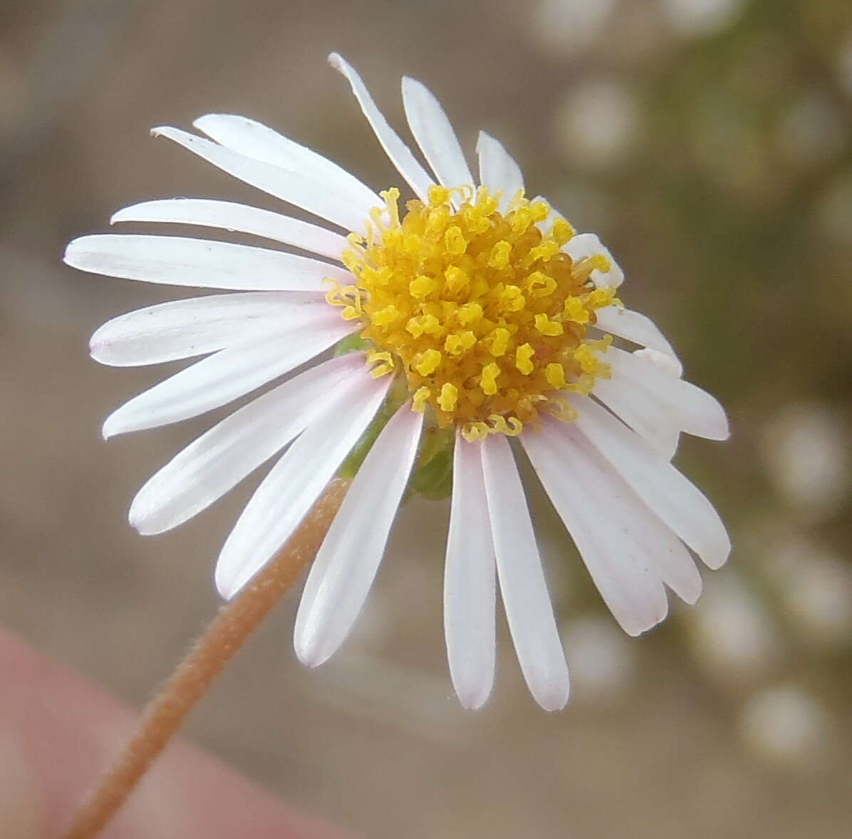 Image of Felicia hyssopifolia (Berg.) Nees