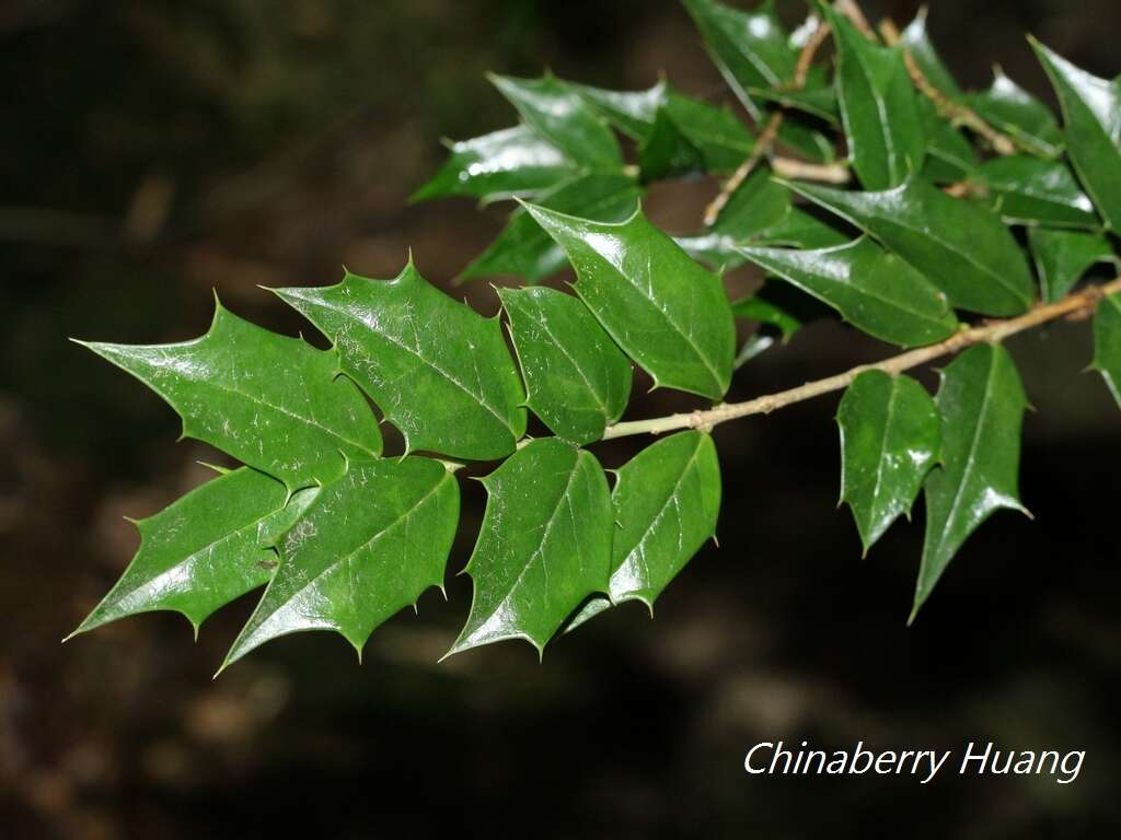 صورة Ilex bioritsensis Hayata