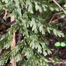 Sivun Vandenboschia kalamocarpa (Hayata) Ebihara kuva