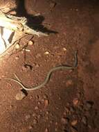 Image of Ringed Brown Snake