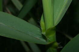 صورة Arundo micrantha Lam.