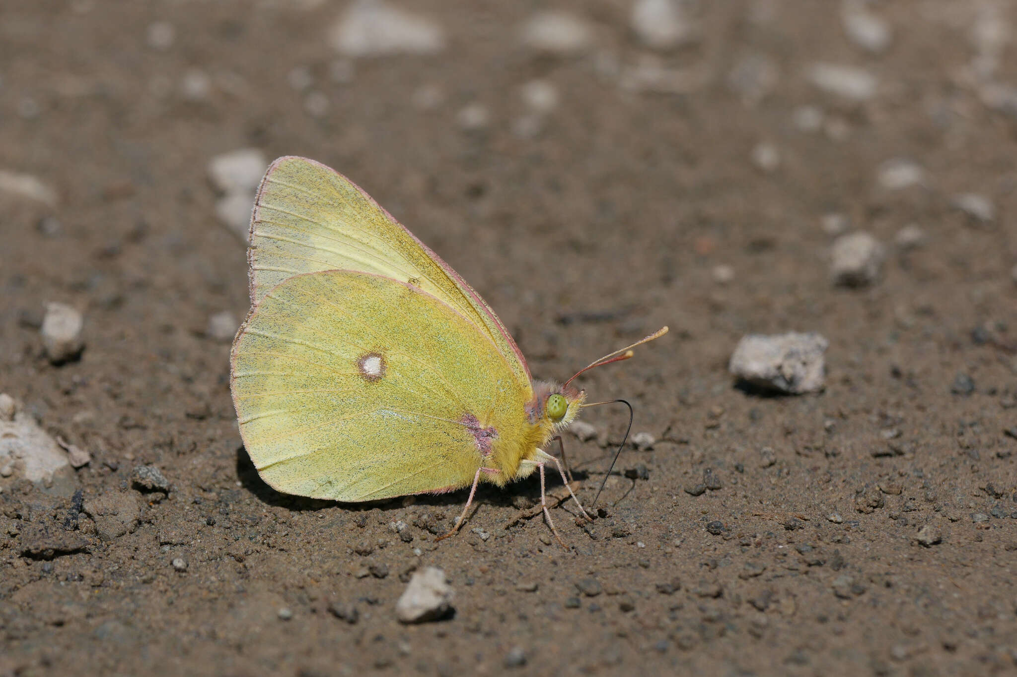 صورة Colias occidentalis Scudder 1862