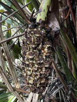 Image of Sphaeradenia laucheana (Mast.) Harling