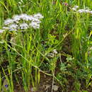 Image de Astomaea seselifolium DC.