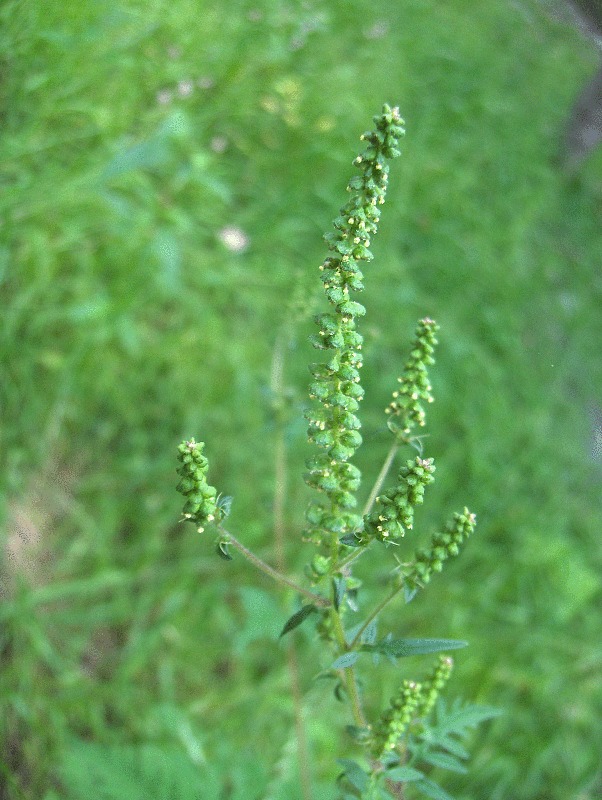 Ambrosia artemisiifolia (rights holder: Homer Edward Price)