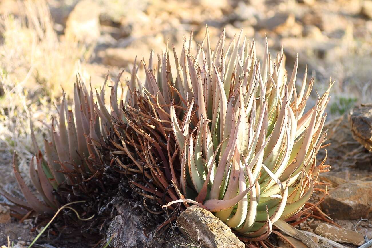 Image of Aloe argenticauda Merxm. & Giess