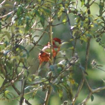 Image of Red Warbler