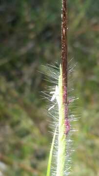 Слика од Chrysopogon pauciflorus (Chapm.) Benth. ex Vasey