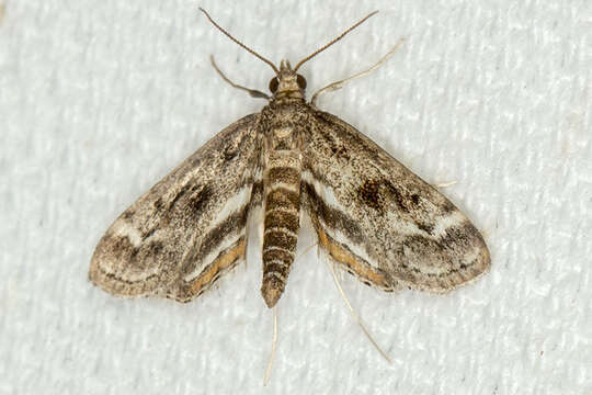 Image of Obscure Pondweed Moth