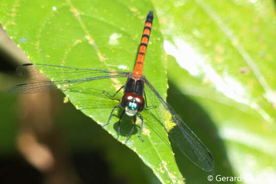 Image of Amphithemis Selys 1891