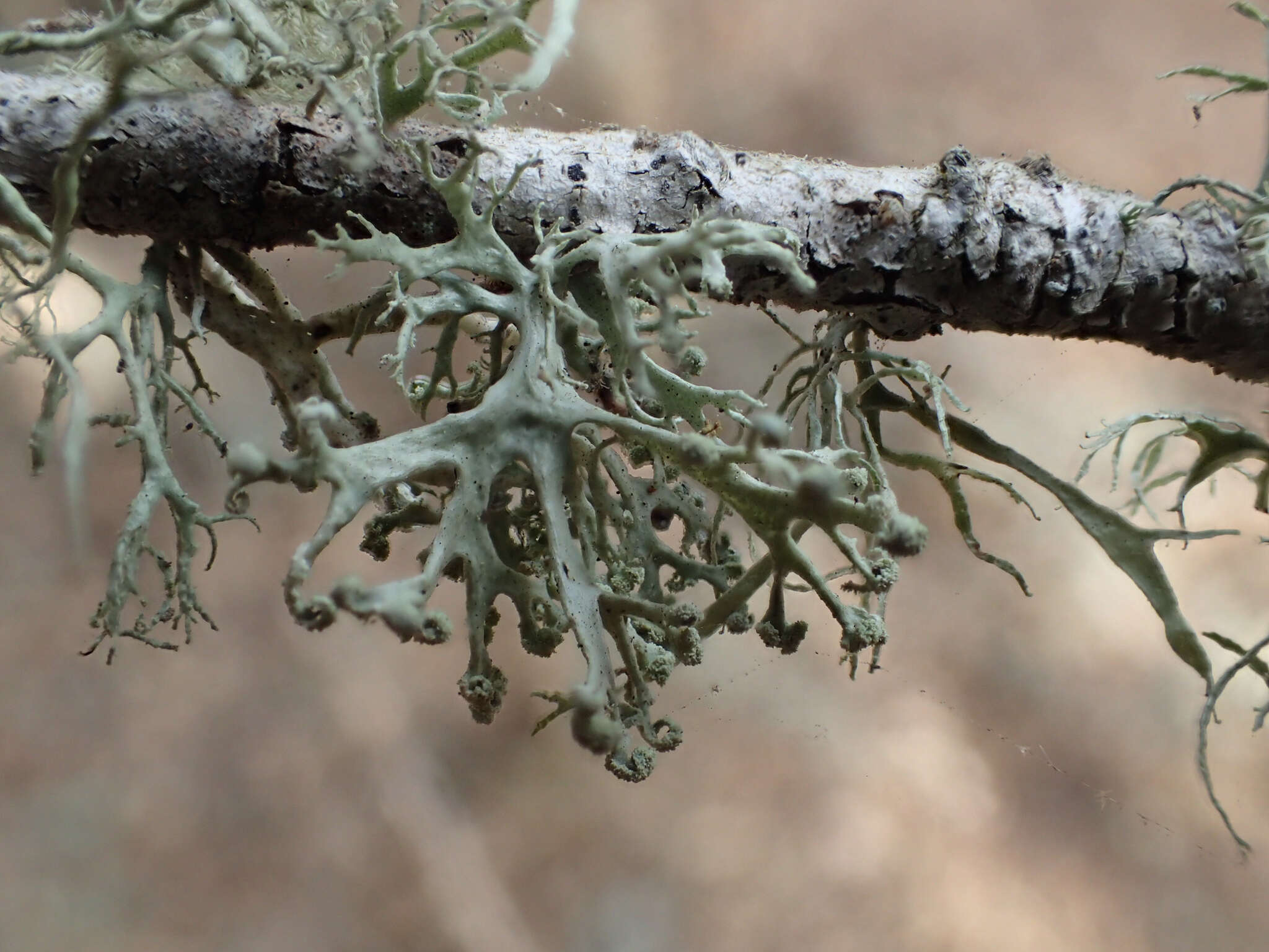 Imagem de Ramalina pollinaria (Westr.) Ach.