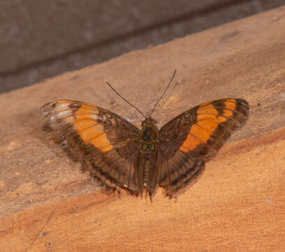 <i>Adelpha mesentina</i>的圖片