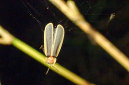 Image of Diaphanes flavilateralis Jeng & Yang ex Jeng et al. 2001