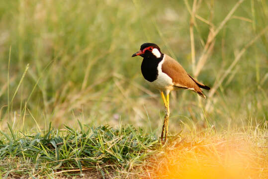 Image of Red-wattled Lapwing