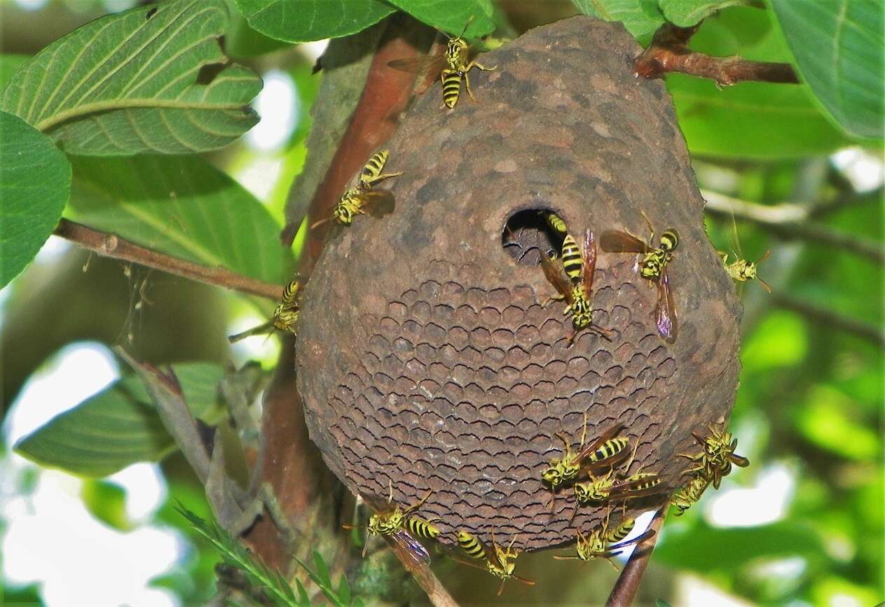 Polybia emaciata Lucas 1879的圖片