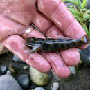 Image of <i>Rhinogobius kurodai</i>