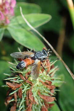 Image of Cylindromyia brassicaria (Fabricius 1775)