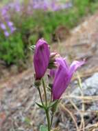 صورة Penstemon cardwellii Howell