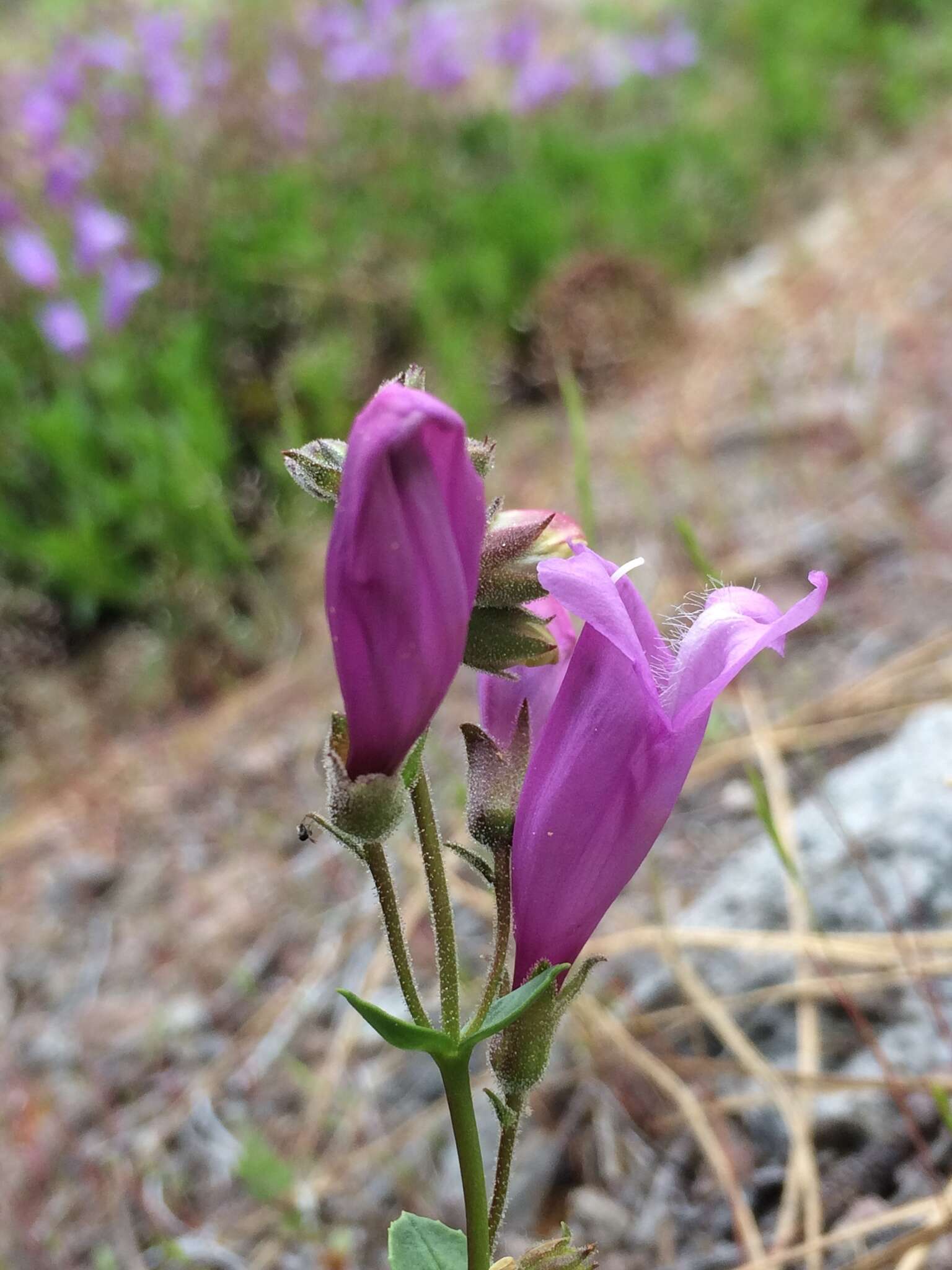 صورة Penstemon cardwellii Howell