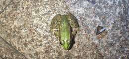 Image of Beijing Gold-striped Pond Frog