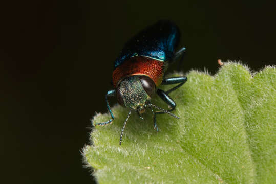 Image of Melobasis cyaneipennis Boheman 1858