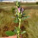 Image of Mediterranean restharrow